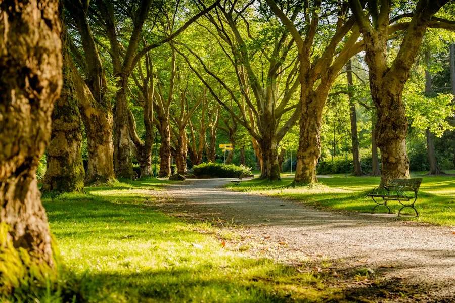 Gravel path winding between large shade trees and green lawn, with a park bench